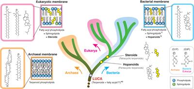 Terpenoids and membrane dynamics evolution